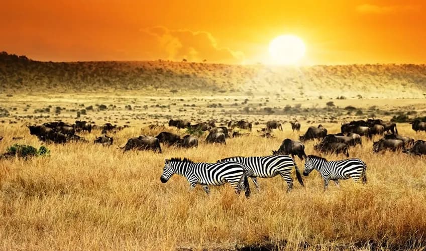 ELEGANT KENYA BÜYÜK GÖÇ Türk Hava Yolları ile 7 Gece, fotoğraf 1