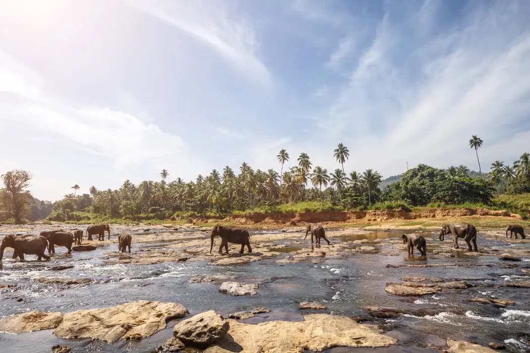 ELEGANT SRI LANKA with Turkish Airlines, 6 Nights, photo 1